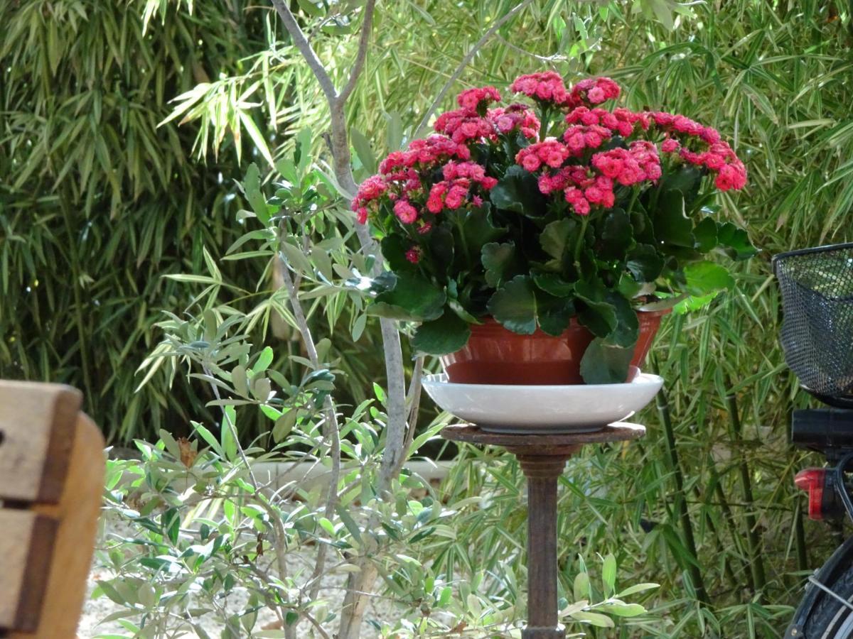 La Maison D Alys Cabannes ภายนอก รูปภาพ